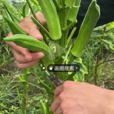 黄秋葵