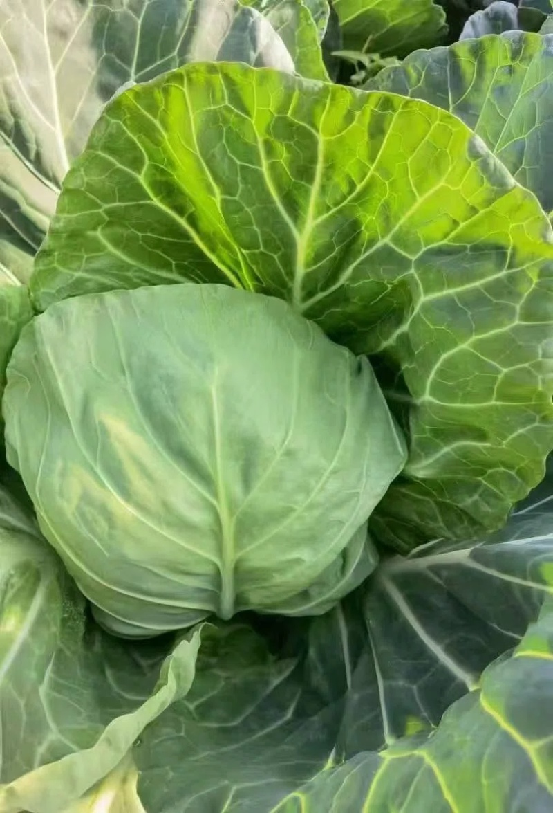 甘蓝