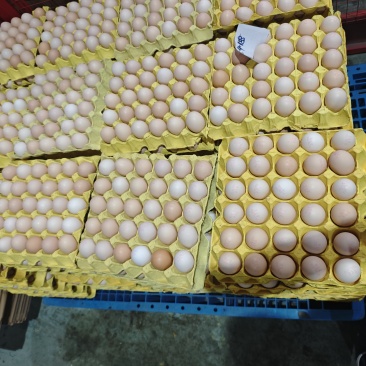 无抗35-51大鸡蛋，大厂出品质量保证认证全