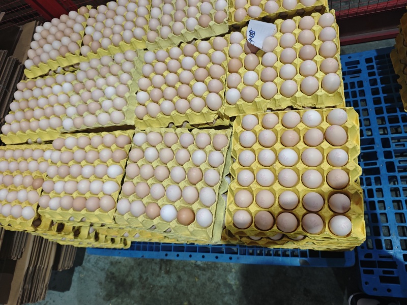 无抗35-51大鸡蛋，大厂出品质量保证认证全