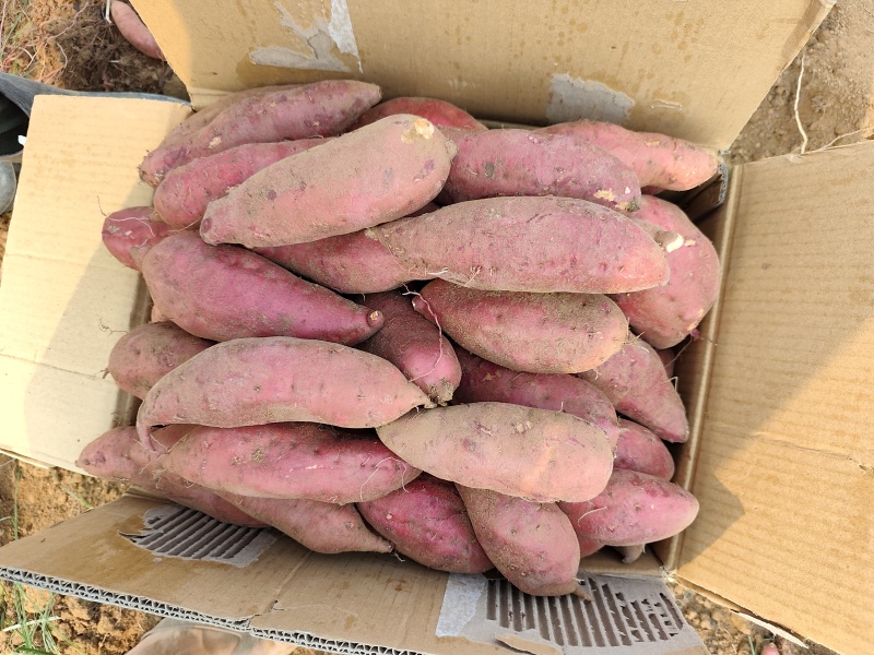西瓜红红薯自产自销，没有中间商差价，价格实惠