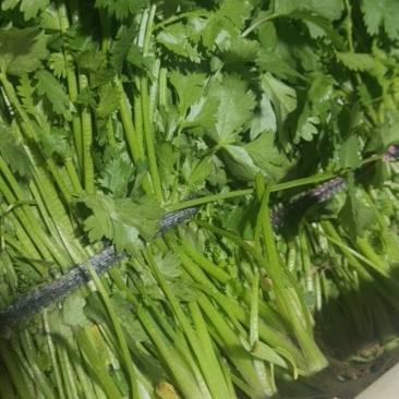 江苏省盐城市东台香菜