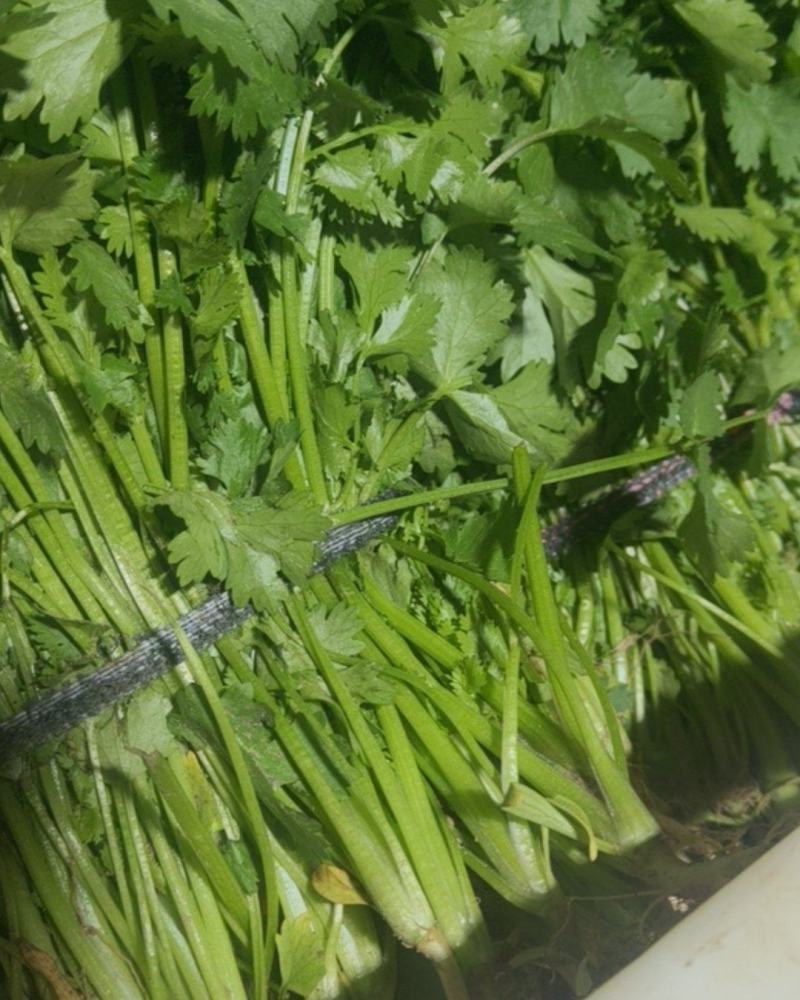 江苏省盐城市东台香菜