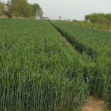优质小麦水浇地出租出售，厂家合作，交通便利，水电齐家长种植养