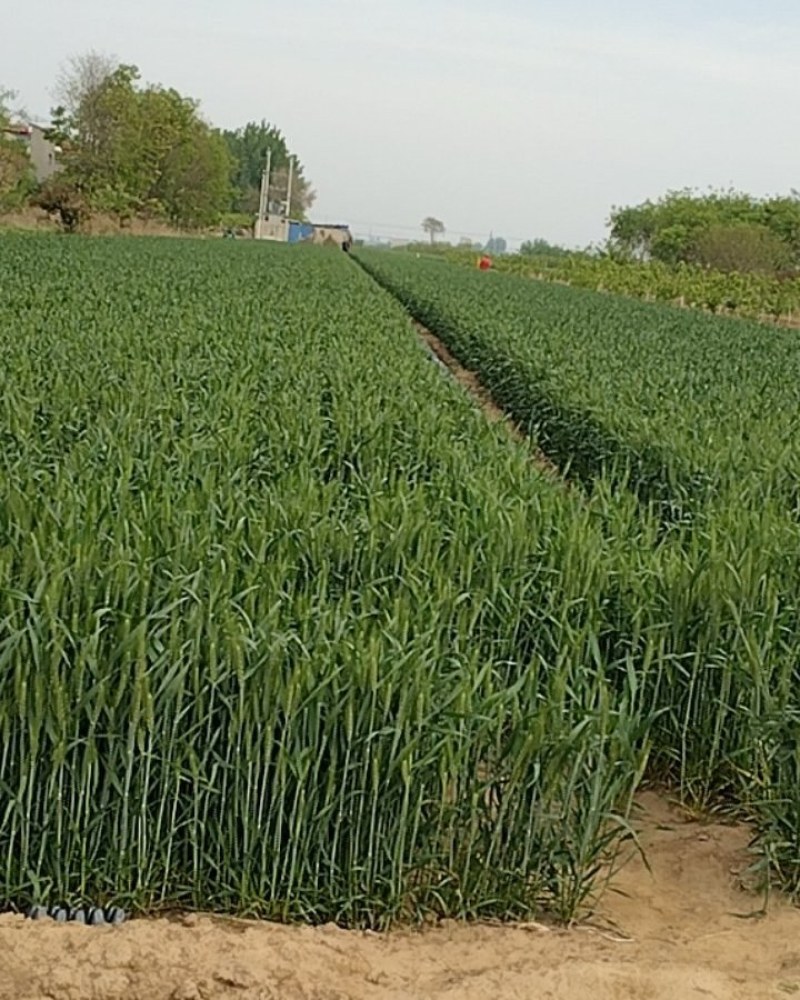 优质小麦水浇地出租出售，厂家合作，交通便利，水电齐家长种植养