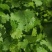 江苏省盐城市东台香菜