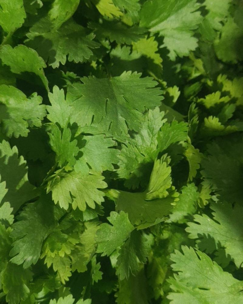江苏省盐城市东台香菜