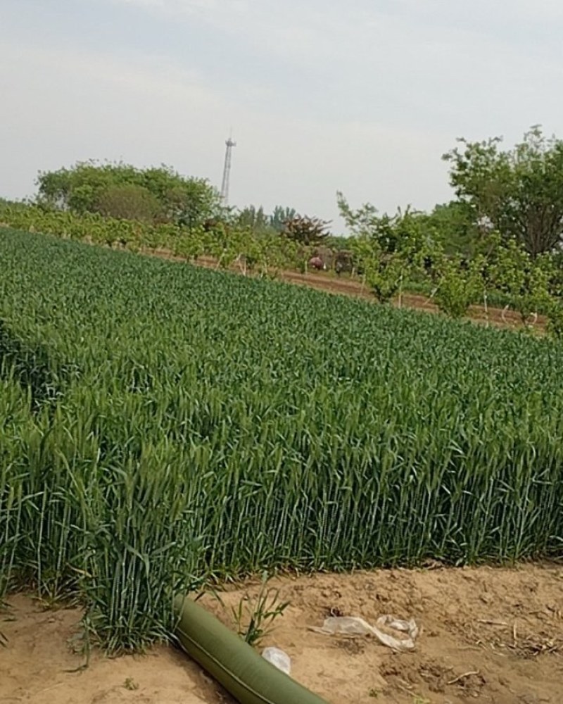 优质小麦水浇地出租出售，厂家合作，交通便利，水电齐家长种植养
