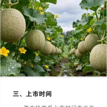 海南阳光北纬18度哈密瓜