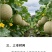 海南阳光北纬18度哈密瓜