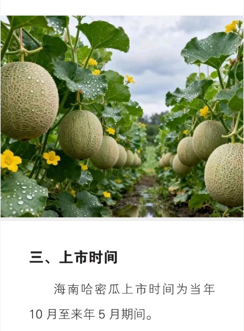 海南阳光北纬18度哈密瓜