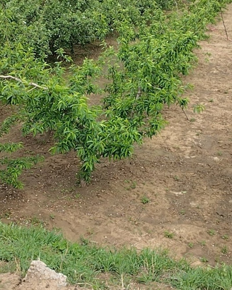 桃园苹果园出租，出售都可，水电，汽车，交通便利。日本九宝