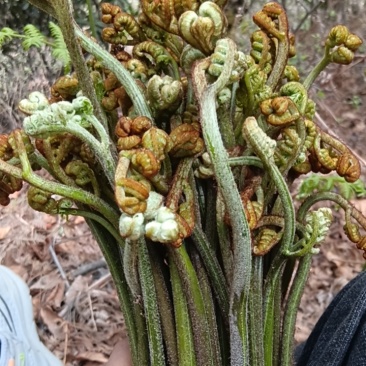 云南怒江野生蕨菜