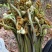 云南怒江野生蕨菜