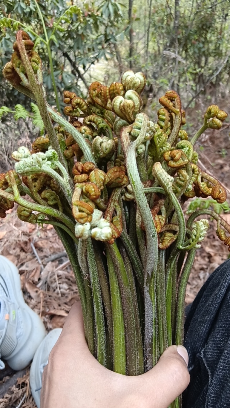 云南怒江野生蕨菜