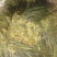 云南怒江野生蕨菜