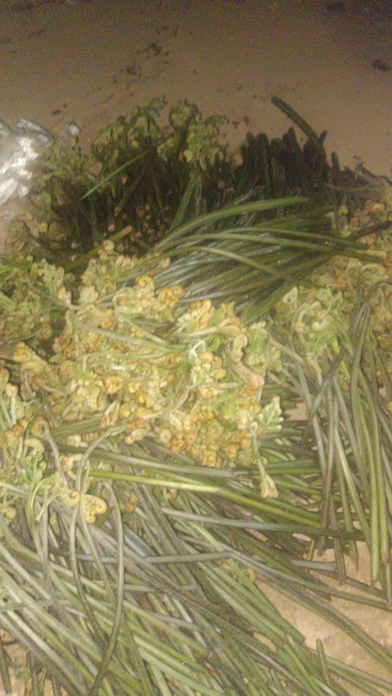 云南怒江野生蕨菜