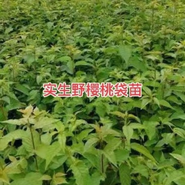 樱桃苗