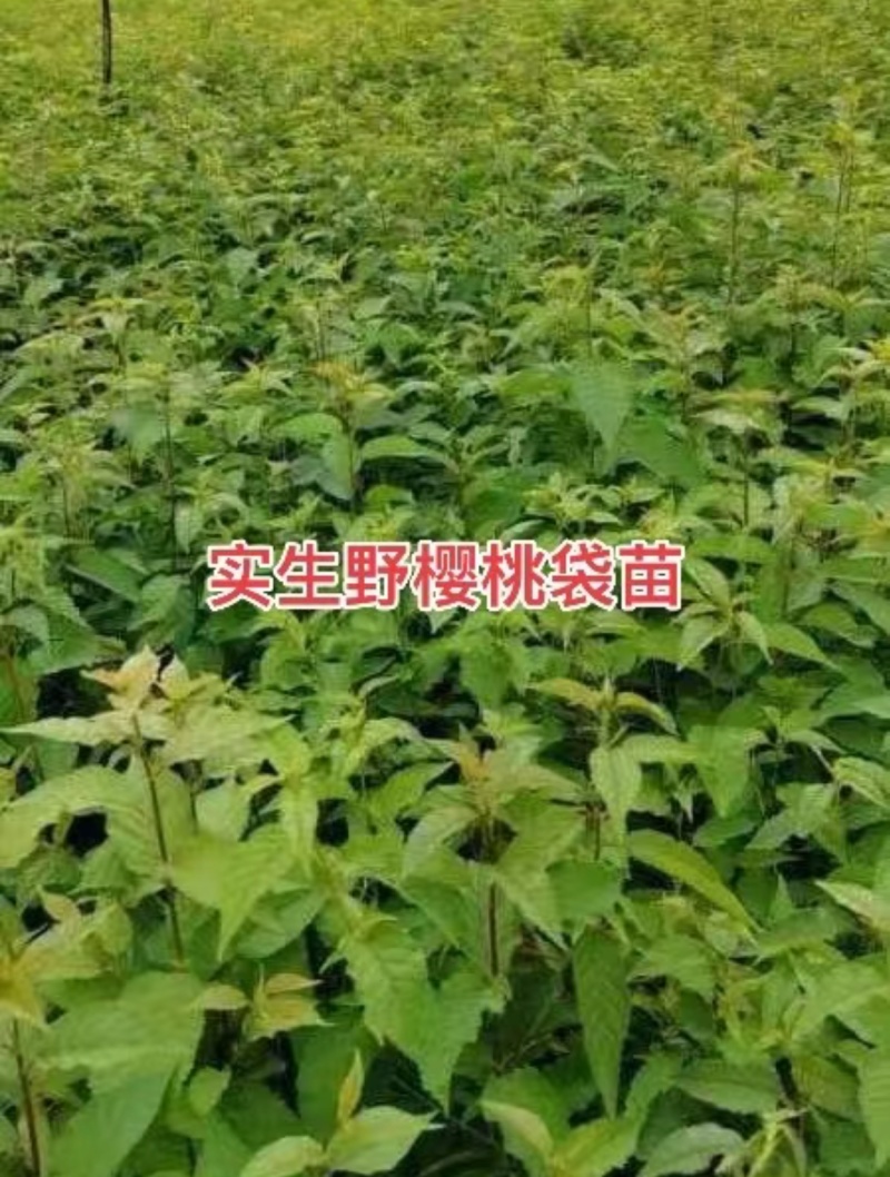 樱桃苗