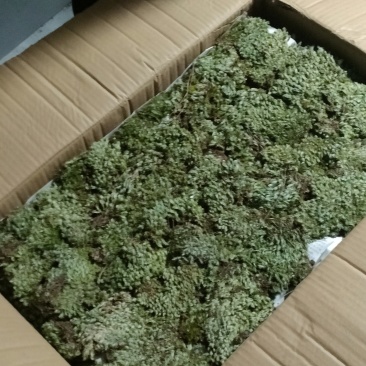 优质野生白发藓，按平按斤均可，欢迎采购商光临