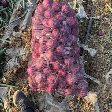 加工厂联系，新葱