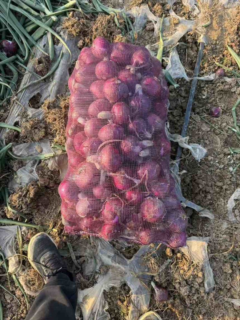 加工厂联系，新葱