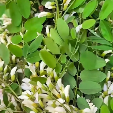大量洋槐花需要的可以联系。