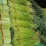 电商**:沂蒙山鲜蒜薹新鲜上市。**，电商，商超。几毛钱一斤