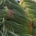 电商**:沂蒙山鲜蒜薹新鲜上市。**，电商，商超。几毛钱一斤