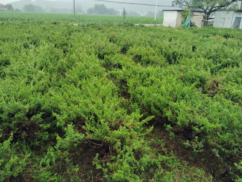 台湾真柏盆景素材