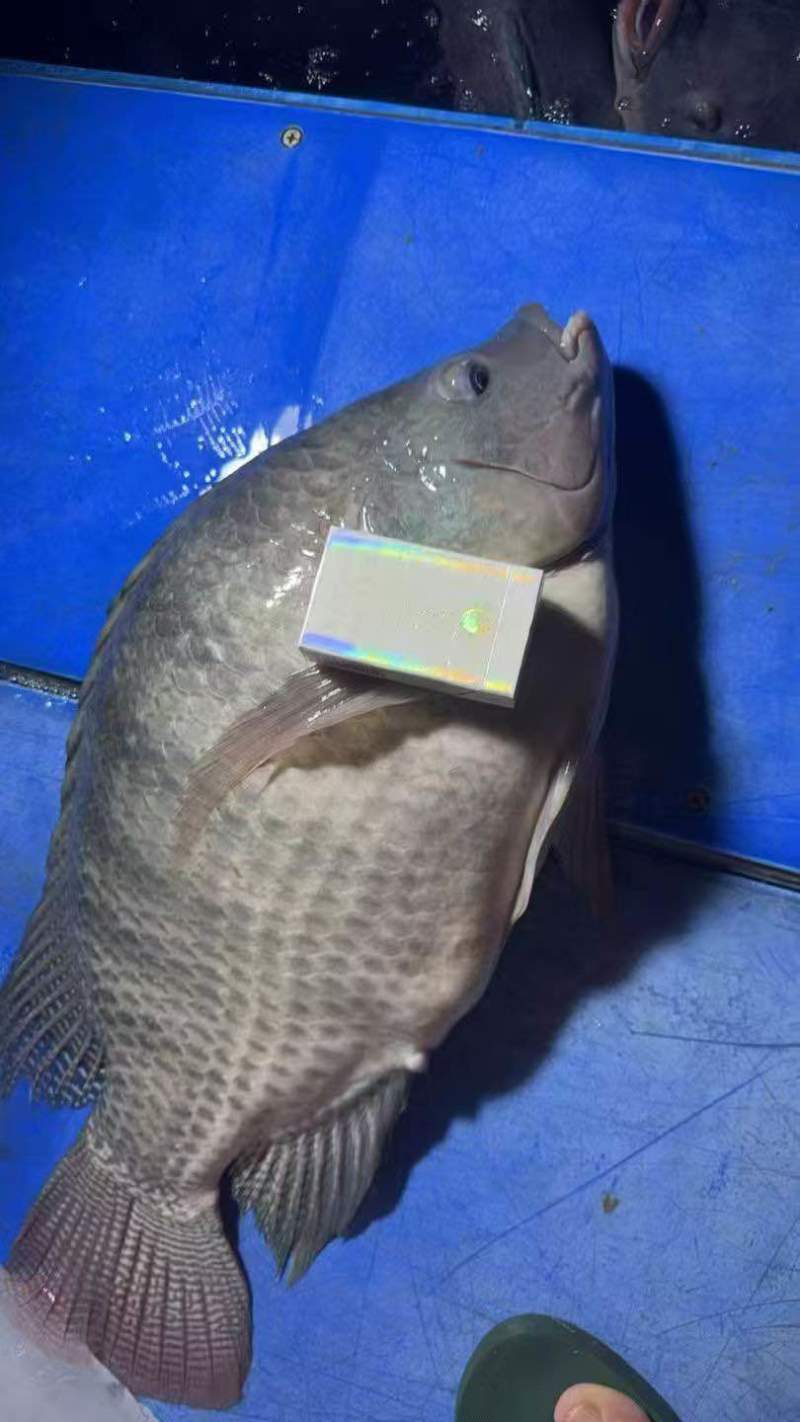精品罗飞**两广钓场