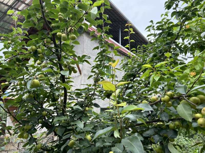 丁香梨即将上市需要的老板可以联系了