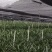 兰花墨兰企黑