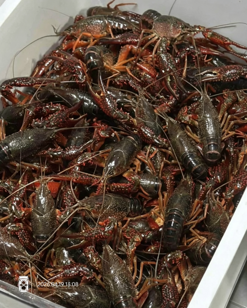 湖南小龙虾