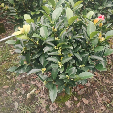 四季红山茶花