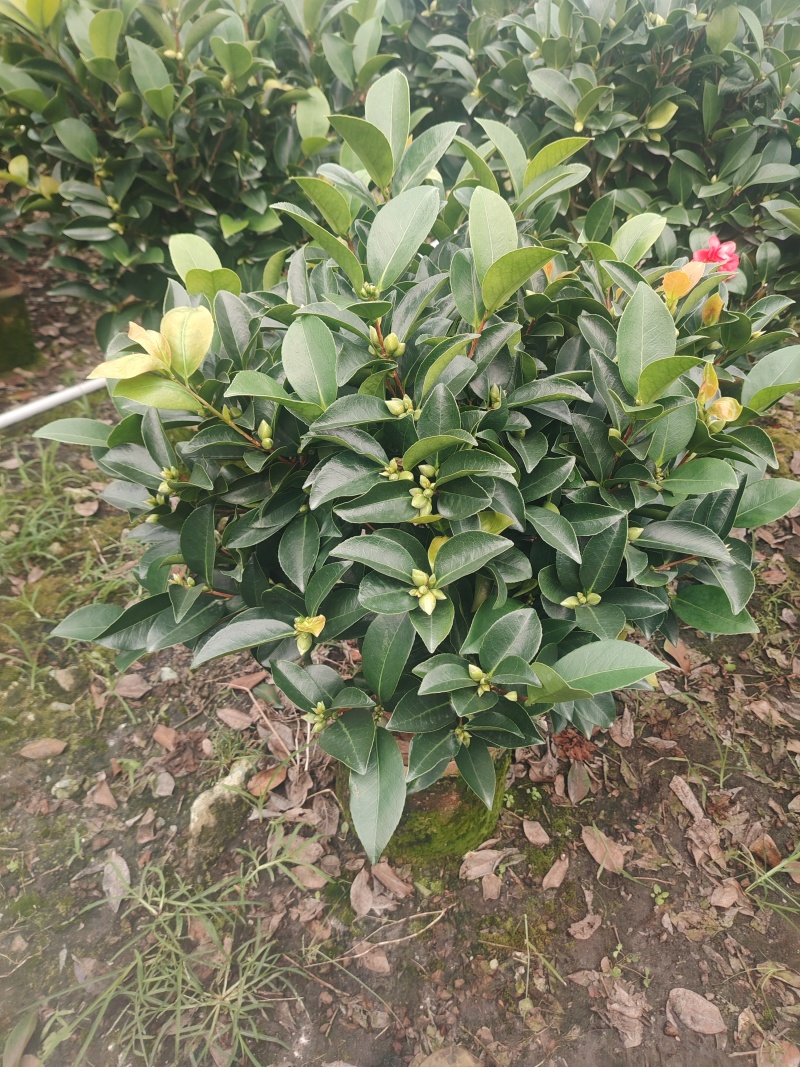 四季红山茶花