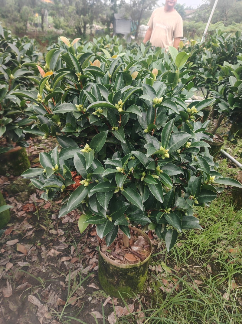 四季红山茶花