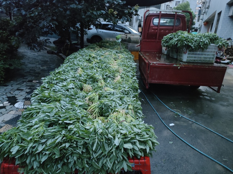 青苋菜长期有货