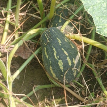 广东香芋南瓜