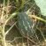 广东香芋南瓜