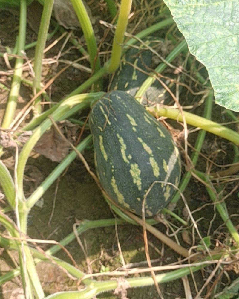 广东香芋南瓜
