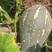 广东香芋南瓜