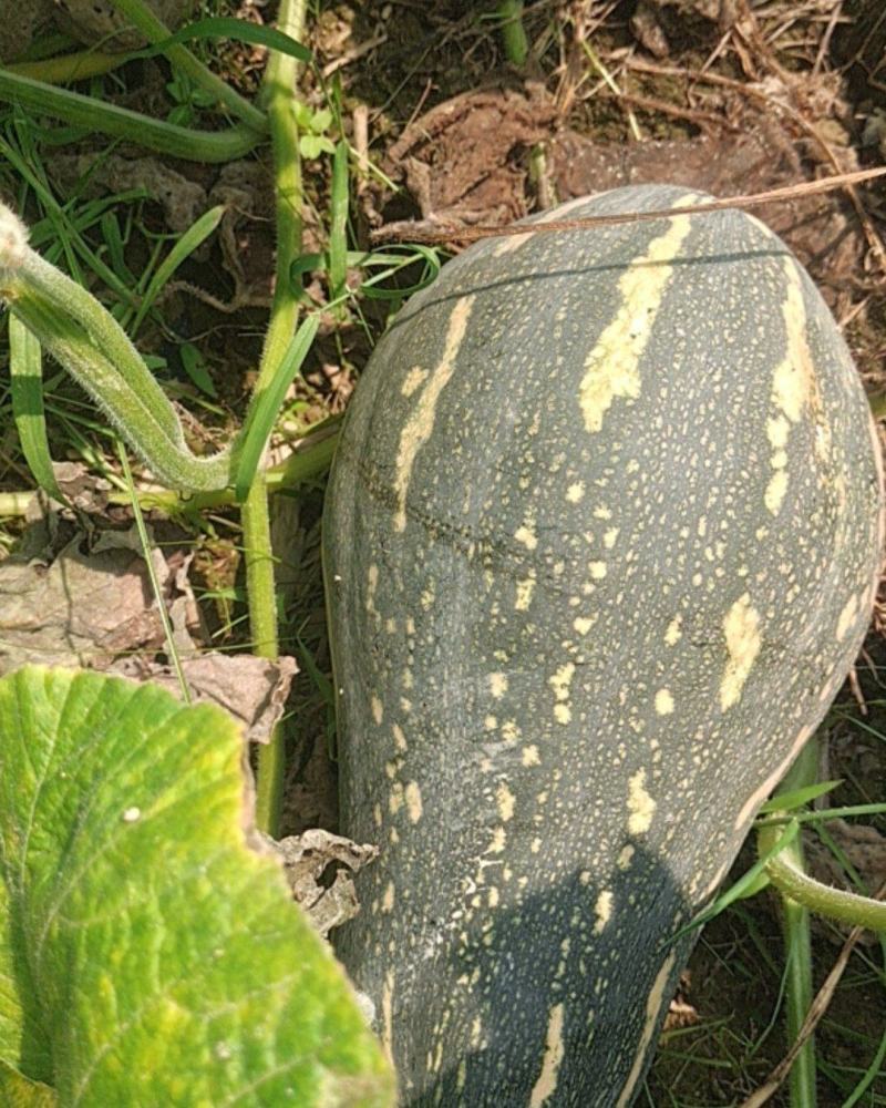 广东香芋南瓜
