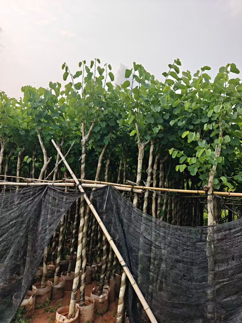 宫粉紫荆，3-4-5-6公分。普宁苗木，现货供应