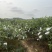 白心番石榴芭乐1元／斤