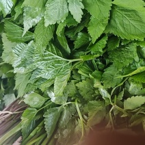 大叶芹