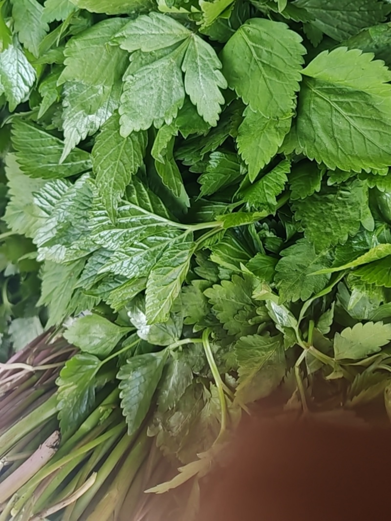 大叶芹