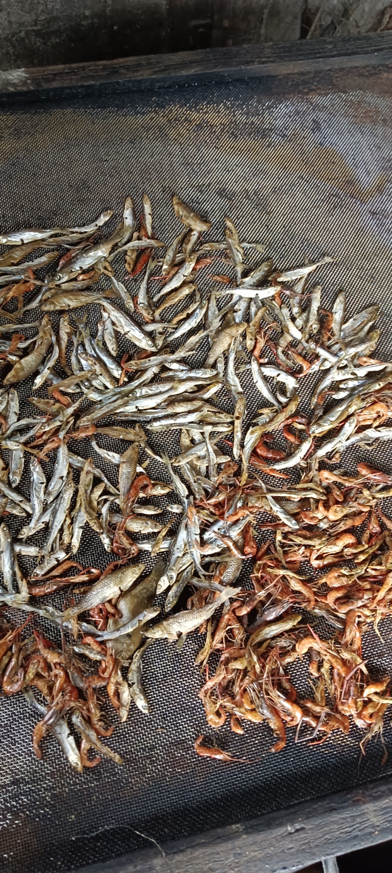 熏干小鱼仔