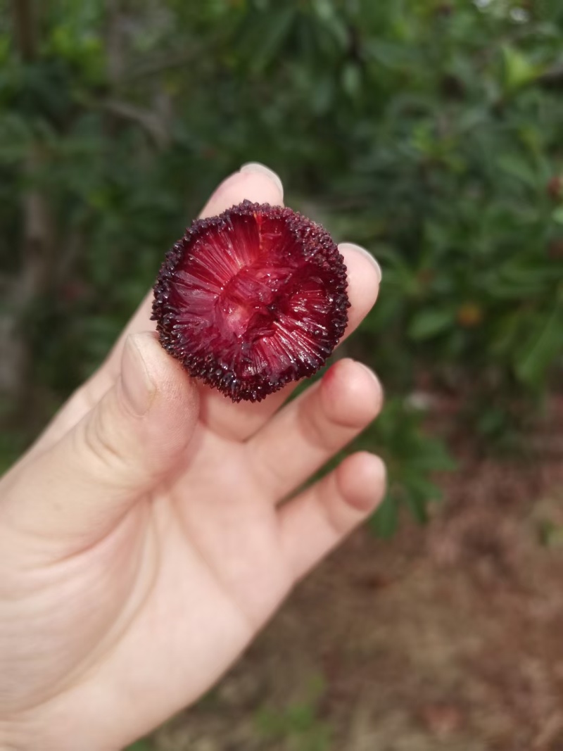 正宗石屏杨梅，早梅，荸荠，东魁