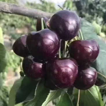 万亩精品车厘子。樱桃